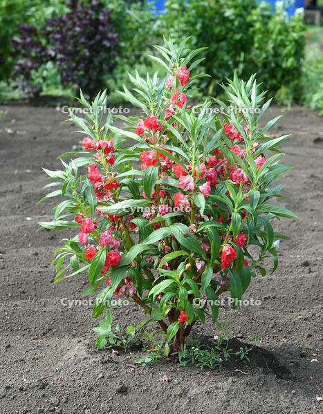 ホウセンカ　花　神奈川県　相模原市 [MAS110006992]