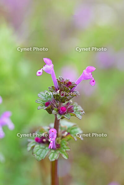 ホトケノザ　花　シソ科　神奈川県 [MAS110006994]