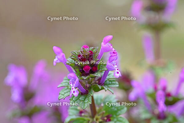 ホトケノザ　花　シソ科　神奈川県 [MAS110006995]