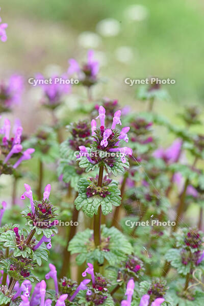 ホトケノザ　花　シソ科　神奈川県 [MAS110006996]