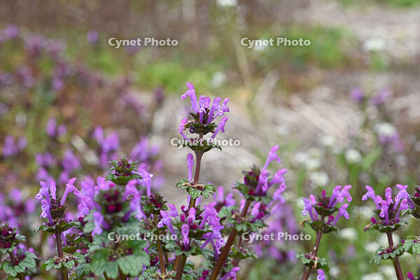 ホトケノザ　花　シソ科　神奈川県 [MAS110006997]