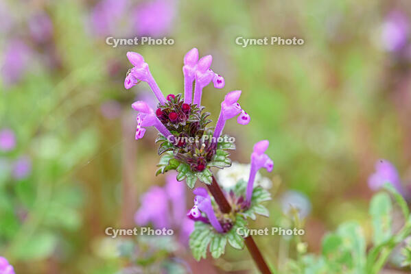 ホトケノザ　花　シソ科　神奈川県 [MAS110006998]