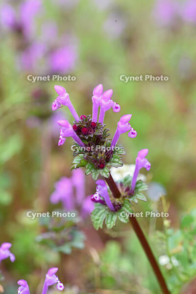 ホトケノザ　花　シソ科　神奈川県 [MAS110006999]