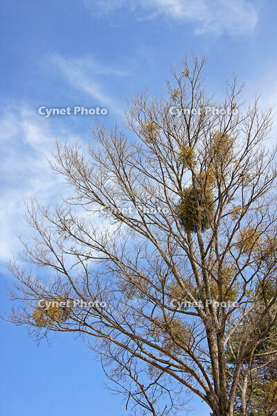 ヤドリギ　群馬県　長者原町 [MAS110007000]