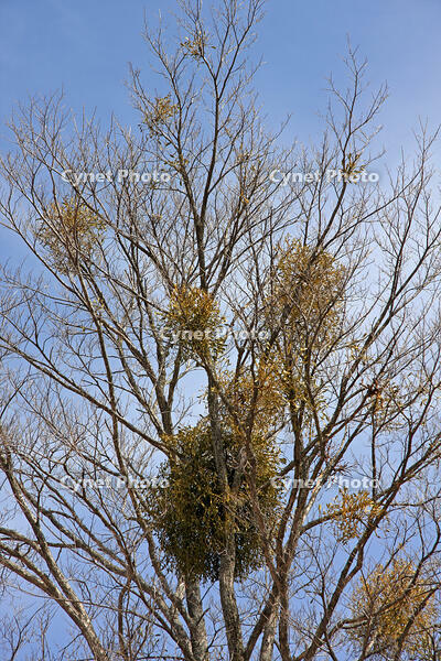 ヤドリギ　群馬県　長者原町 [MAS110007001]
