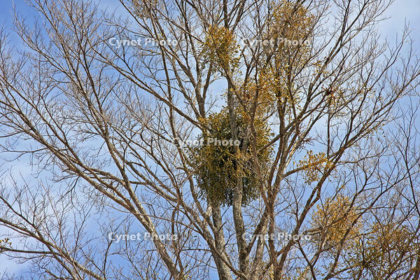 ヤドリギ　群馬県　長者原町 [MAS110007002]