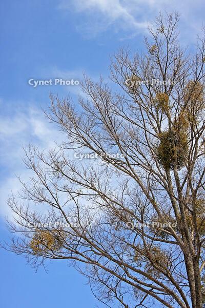 ヤドリギ　群馬県　長者原町 [MAS110007004]