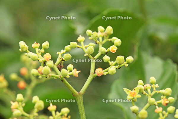 ヤブガラシ　神奈川県　相模原市 [MAS110007007]