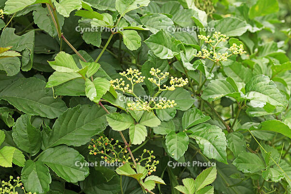 ヤブガラシ　神奈川県　相模原市 [MAS110007008]