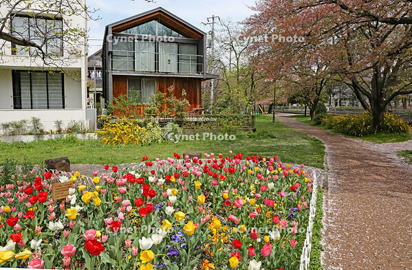 春の花壇　東京都　杉並区 [MAS110007010]