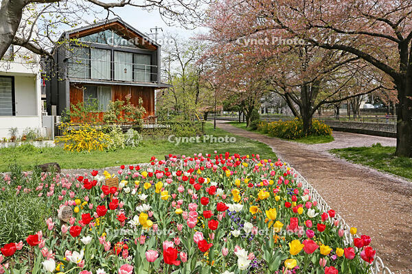 春の花壇　東京都　杉並区 [MAS110007012]