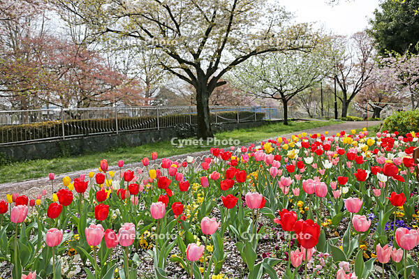 春の花壇　東京都　杉並区 [MAS110007014]