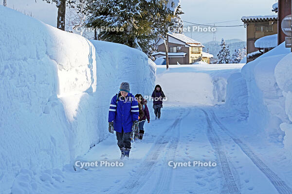 雪の登校　新潟県　十日町市 [MAS110007347]