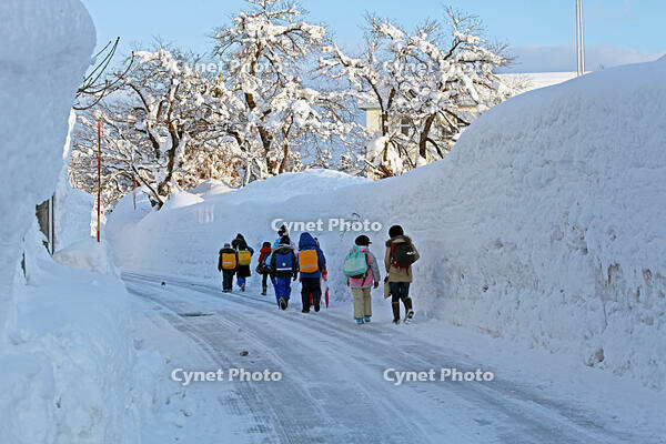 雪の登校　新潟県　十日町市 [MAS110007349]
