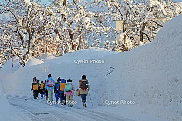 雪の登校　新潟県　十日町市 [MAS110007350]