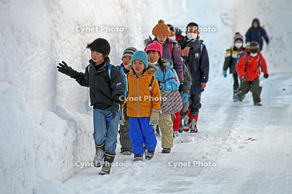 雪の登校　新潟県　十日町市 [MAS110007356]