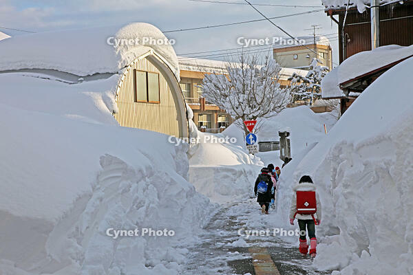 雪の登校　新潟県　十日町市 [MAS110007378]