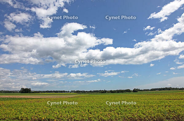 積雲（綿雲）　北海道　清水町 [MAS110007384]
