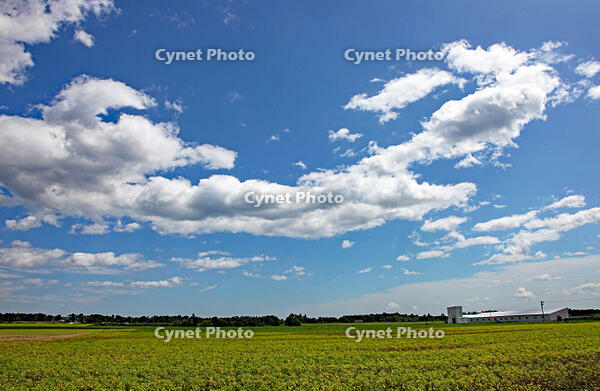 積雲（綿雲）　北海道　清水町 [MAS110007385]