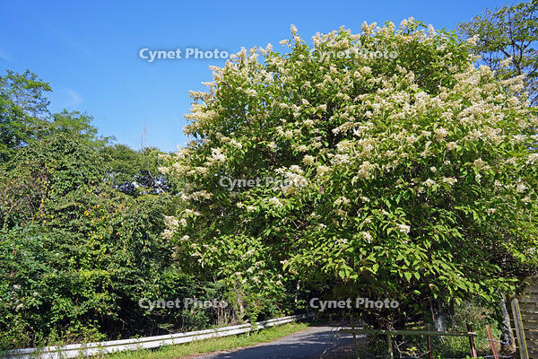 ノリウツギ　花　アジサイ科　群馬県　下仁田町 [MAS110007397]