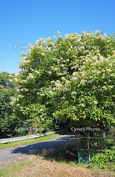 ノリウツギ　花　アジサイ科　群馬県　下仁田町 [MAS110007398]