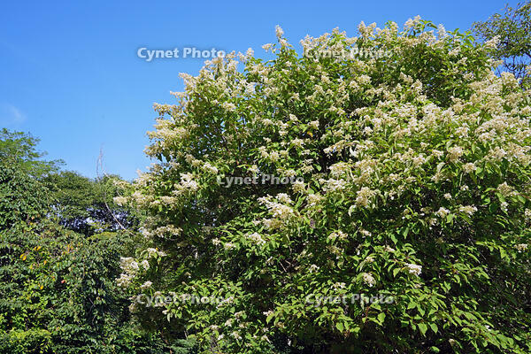 ノリウツギ　花　アジサイ科　群馬県　下仁田町 [MAS110007399]