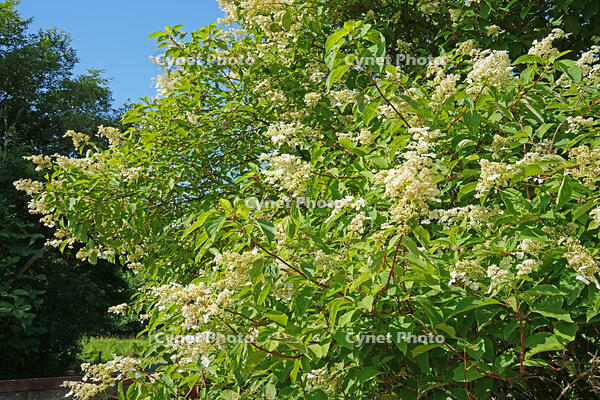 ノリウツギ　花　アジサイ科　群馬県　下仁田町 [MAS110007400]