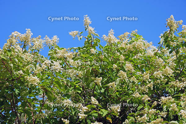 ノリウツギ　花　アジサイ科　群馬県　下仁田町 [MAS110007401]
