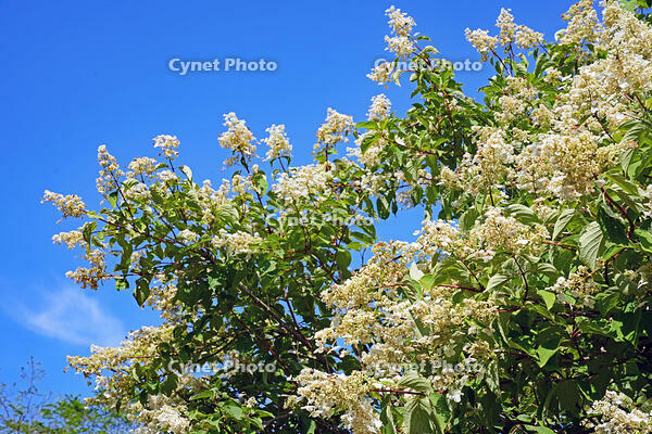 ノリウツギ　花　アジサイ科　群馬県　下仁田町 [MAS110007402]