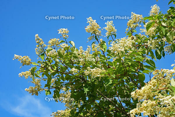 ノリウツギ　花　アジサイ科　群馬県　下仁田町 [MAS110007403]