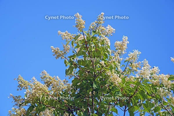 ノリウツギ　花　アジサイ科　群馬県　下仁田町 [MAS110007404]