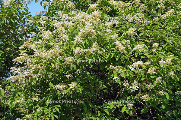 ノリウツギ　花　アジサイ科　群馬県　下仁田町 [MAS110007405]