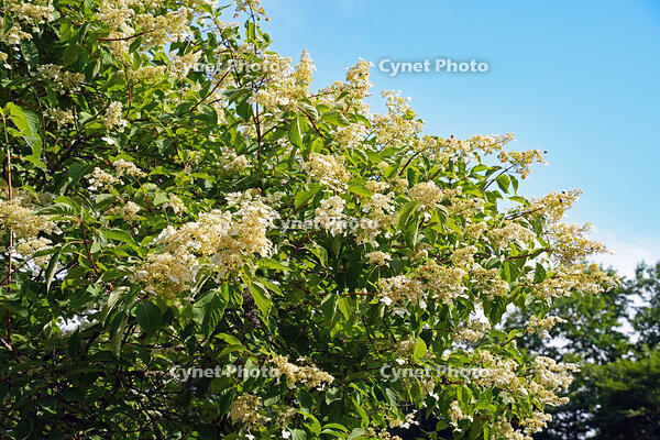 ノリウツギ　花　アジサイ科　群馬県　下仁田町 [MAS110007406]