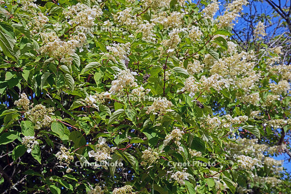 ノリウツギ　花　アジサイ科　群馬県　下仁田町 [MAS110007407]