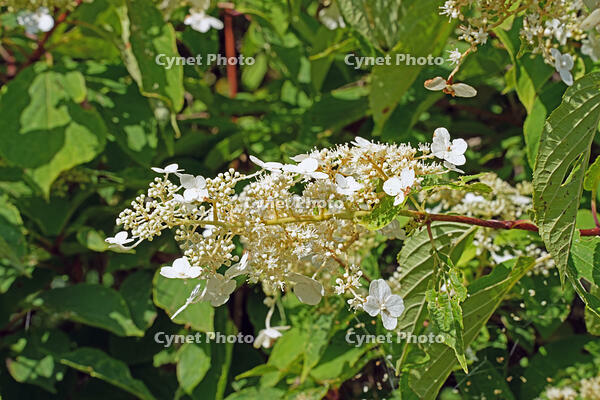 ノリウツギ　花　アジサイ科　群馬県　下仁田町 [MAS110007408]
