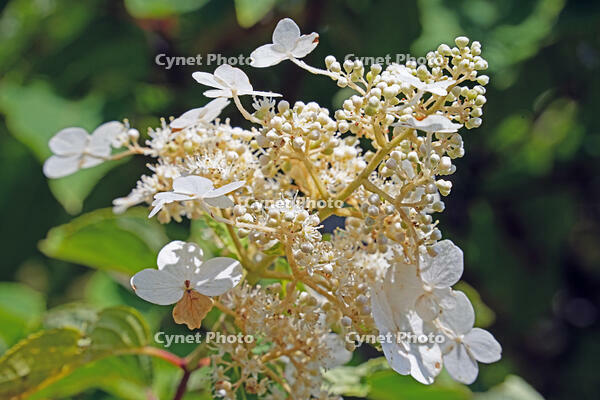 ノリウツギ　花　アジサイ科　群馬県　下仁田町 [MAS110007409]