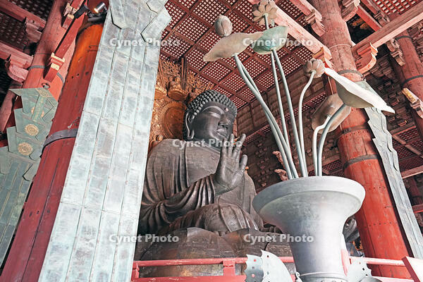 東大寺　大仏　奈良県　奈良市 [MAS110008846]