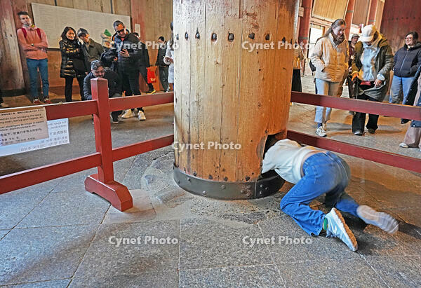 東大寺　大仏殿　穴くぐり　　奈良県　奈良市 [MAS110008873]
