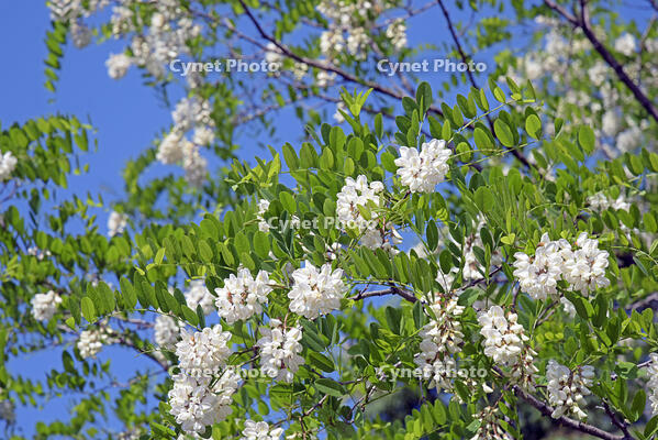 ハリエンジュ　花　マメ科　群馬県　下仁田町 [MAS110009307]