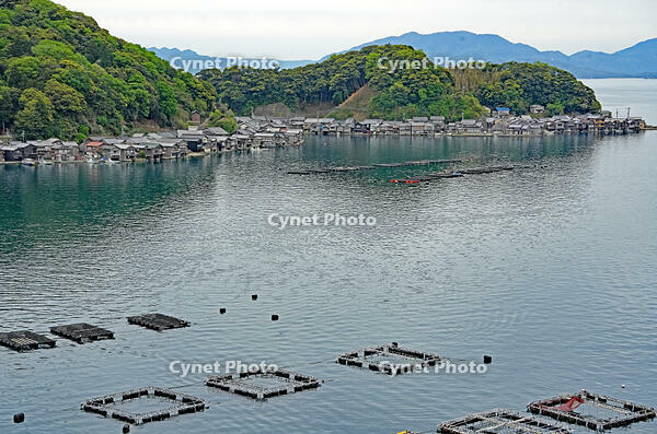 伊根湾の養殖いかだ　京都府　伊根町 [MAS110009836]