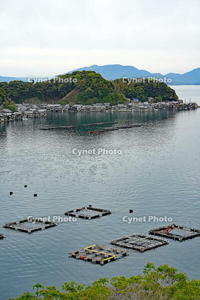 伊根湾の養殖いかだ　京都府　伊根町 [MAS110009837]