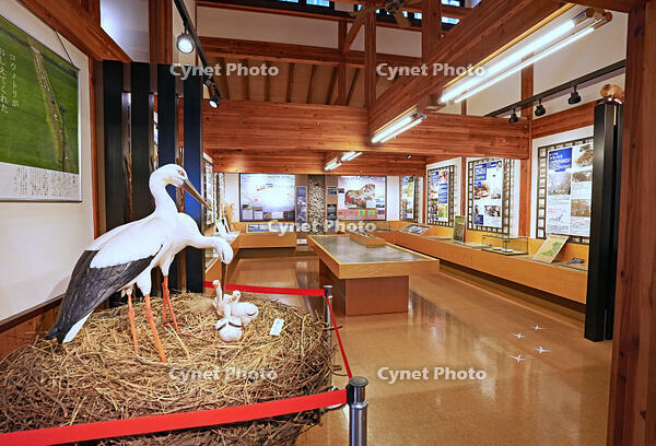 兵庫県立コウノトリの郷公園　コウノトリ文化館の展示　兵庫県　豊岡市 [MAS110009862]