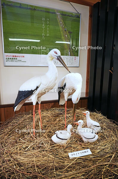 兵庫県立コウノトリの郷公園　コウノトリ文化館の展示　兵庫県　豊岡市 [MAS110009867]