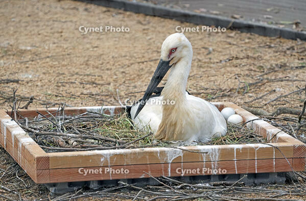 兵庫県立コウノトリの郷公園　飼育用ゲージで偽卵を温めるコウノトリ　兵庫県　豊岡市 [MAS110009869]
