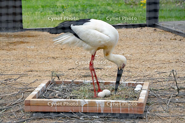 兵庫県立コウノトリの郷公園　飼育用ゲージで偽卵を温めるコウノトリ　兵庫県　豊岡市 [MAS110009873]