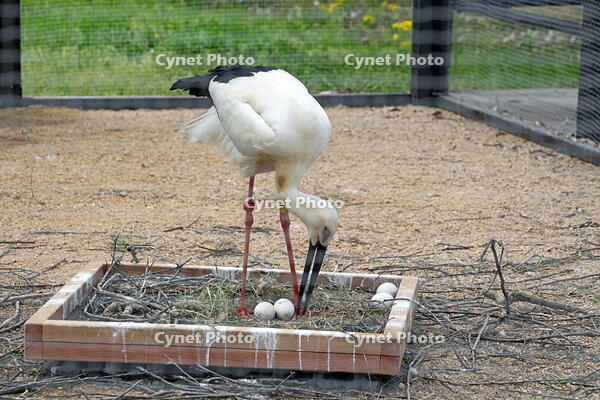 兵庫県立コウノトリの郷公園　飼育用ゲージで偽卵を温めるコウノトリ　兵庫県　豊岡市 [MAS110009874]