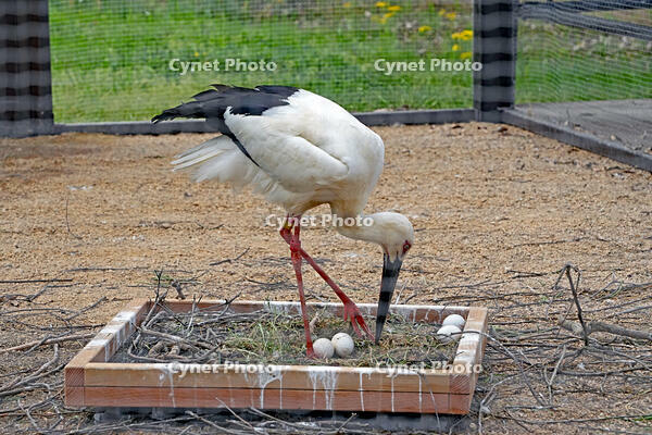 兵庫県立コウノトリの郷公園　飼育用ゲージで偽卵を温めるコウノトリ　兵庫県　豊岡市 [MAS110009875]