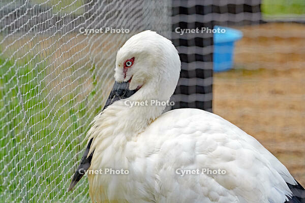 兵庫県立コウノトリの郷公園　飼育用ゲージ内のコウノトリ　2026.4.22　兵庫県　豊岡市 [MAS110009877]