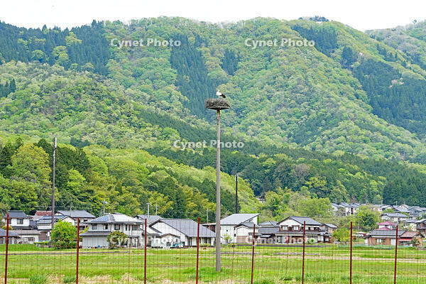 兵庫県立コウノトリの郷公園　人工巣塔で子育て中ノコウノトリ　兵庫県　豊岡市 [MAS110009880]
