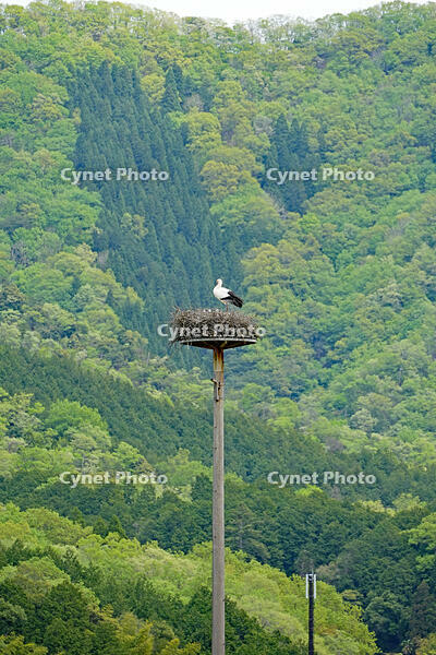 兵庫県立コウノトリの郷公園　人工巣塔で子育て中ノコウノトリ　兵庫県　豊岡市 [MAS110009881]